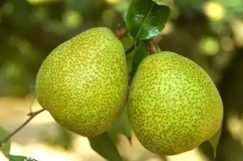 杨超越全村的希望完整版对话,杨超越全村的希望