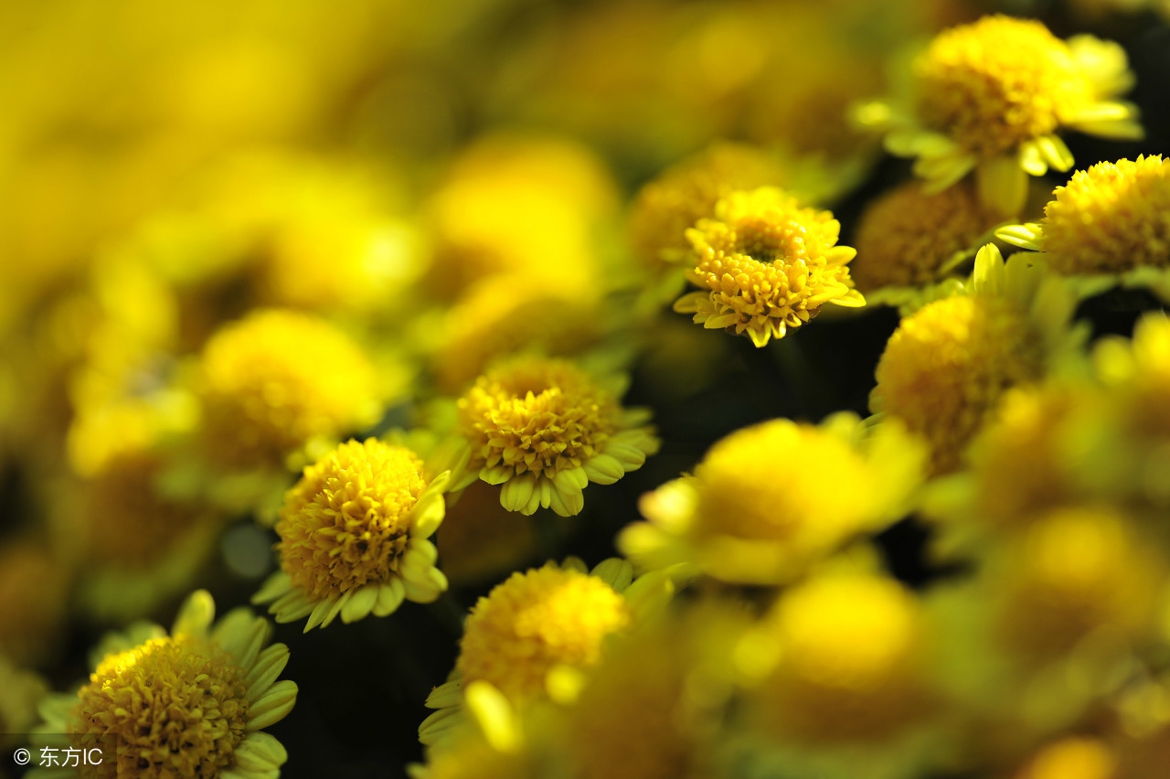 咏菊花最经典的古诗,菊花诗十首欣赏