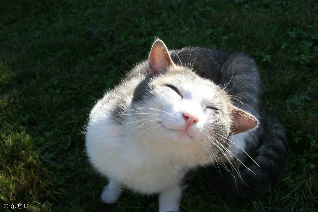 养猫的故事,养猫的感人故事全集