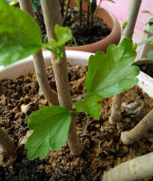 小木槿夏天怎么浇花,冬天小木槿在屋里怎么浇花