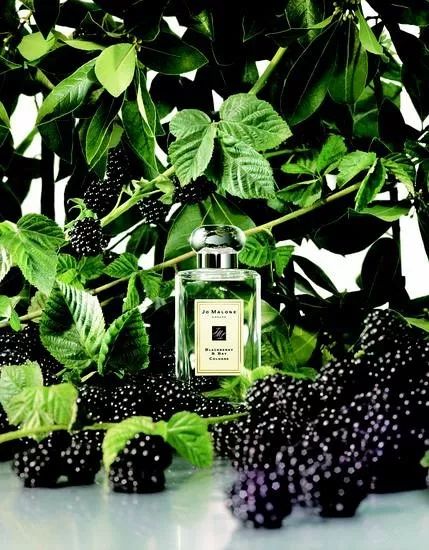 比较热门的十款香水,十大最不腻的香水