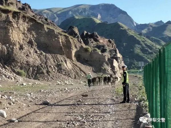 马甲里外两个颜色,马甲浅黄色