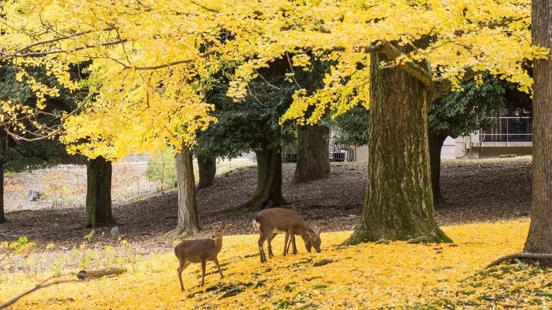 东京名古屋京都,东京大阪名古屋京都