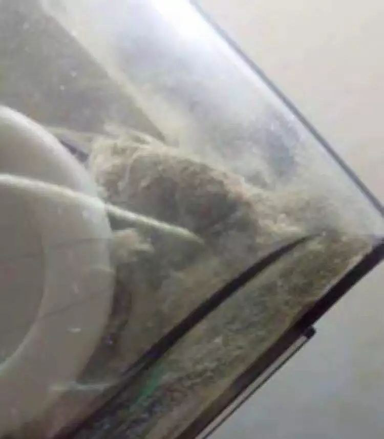 哈哈哈哈哈哈哈哈这届猫奴的智商有点高！