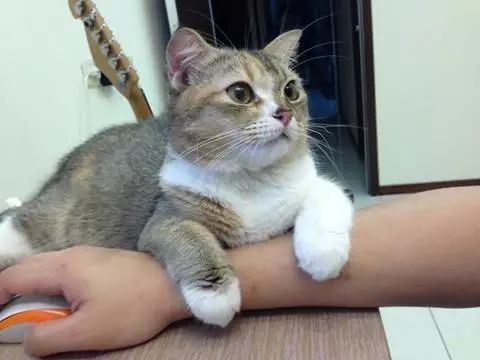 哈哈哈哈哈哈哈哈这届猫奴的智商有点高！