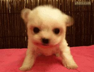 养狗需要投资多少钱,养狗的前景和投资