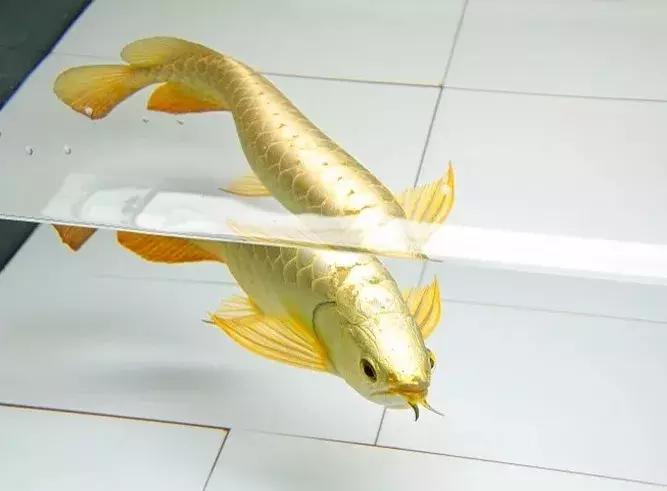 龙鱼怎么鉴别,龙鱼的特征都有哪些