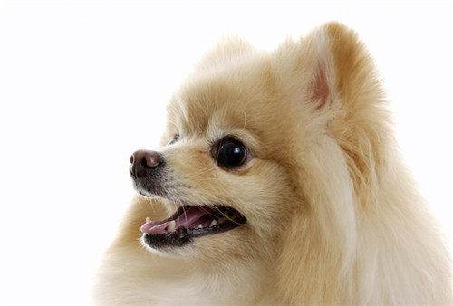 狗狗不喝水会得尿结石吗,狗狗尿结石不爱喝水怎么回事