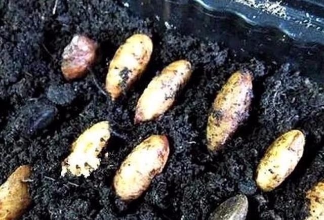 35一斤的大山竹，吃完了“核”扔花盆里，就算不结，赏个叶也行