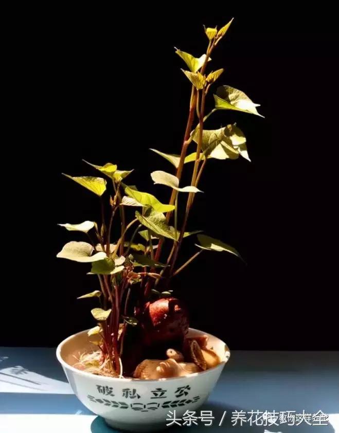 盆栽花生的变化,最好看的盆栽花生