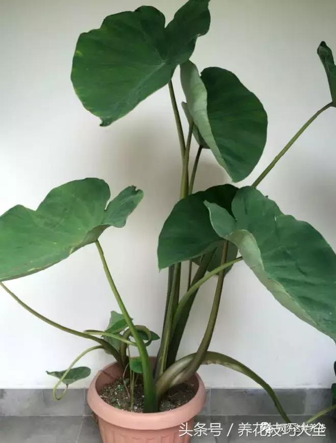 盆栽花生的变化,最好看的盆栽花生