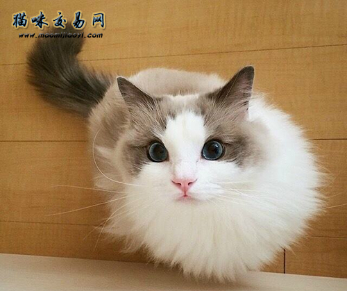 布偶猫和重点布偶猫的价格区别,带你了解布偶猫