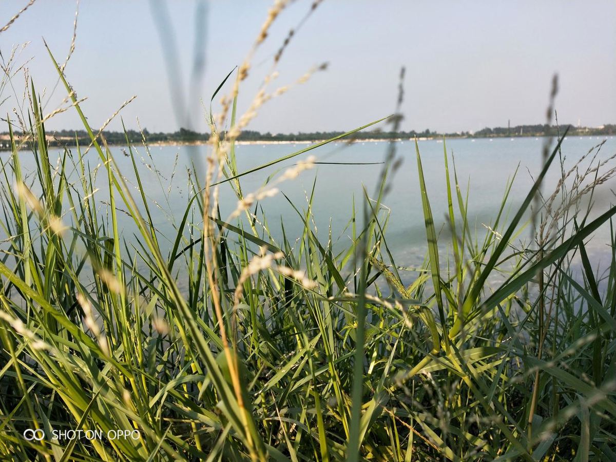 oppok10高端系列,oppok1现在值得入手吗