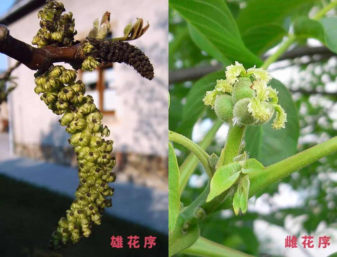 多吃核桃有什么危害,核桃能不能多吃