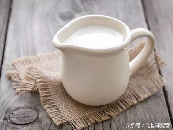 切记这几种食物不宜久放于冰箱,30种狗狗不能吃的食物喂狗误区