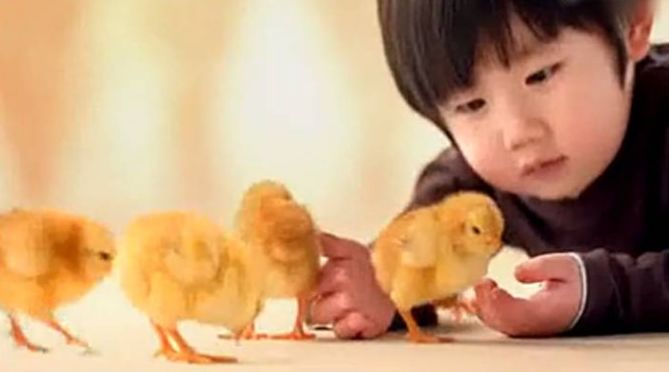 《精灵宝可梦》怎么看精灵品质,精灵宝可梦小精灵