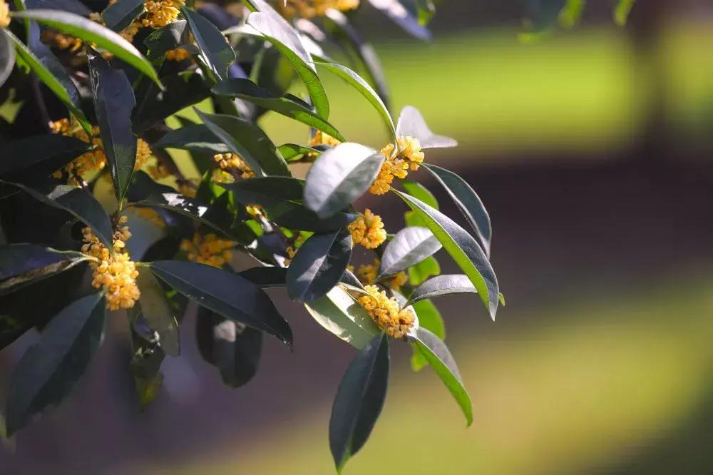 赏桂好去处,金秋赏桂好去处