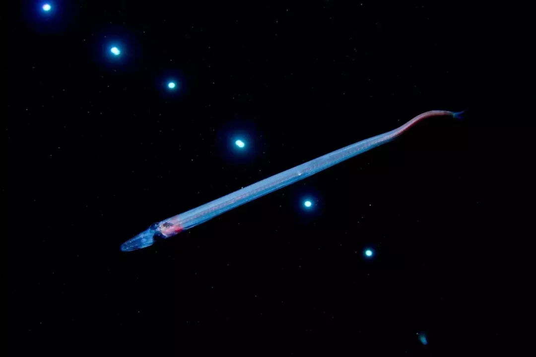 海洋探秘资料,海洋探秘鲨鱼