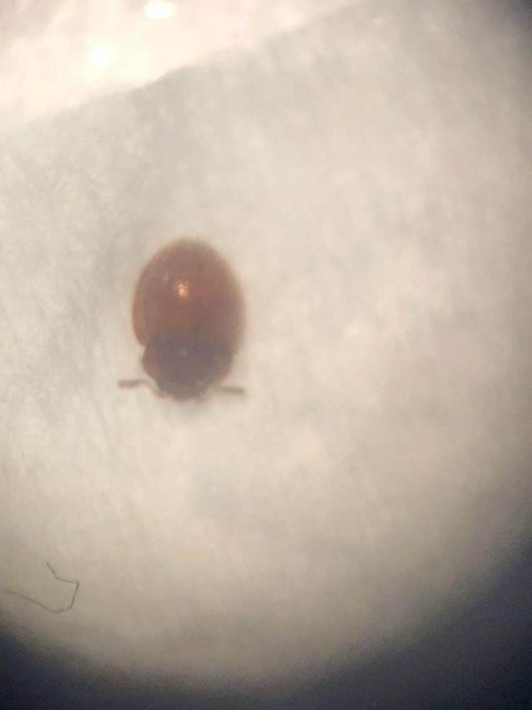 一居民家中自来水现大量虫子,一居民家中飞来怪鸟