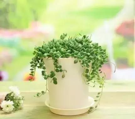 有极强的适应能力,超强适应能力