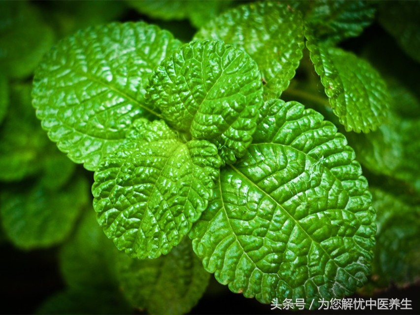 玄麦甘桔颗粒的功能主治与禁忌,玄麦甘桔颗粒对慢性咽炎有效吗