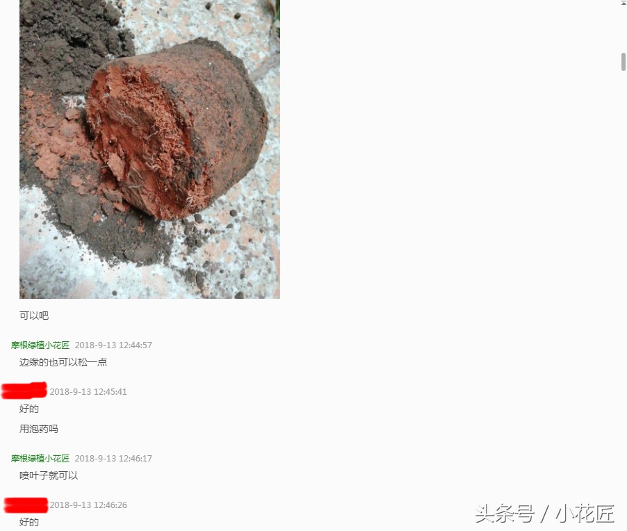 茶花黑尖黑叶落叶怎么办,茶花黑尖掉叶怎么补救