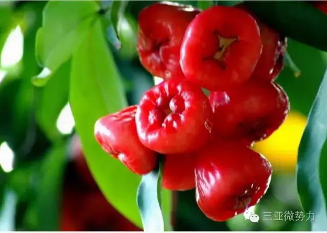 海南人最喜欢吃的食物,海南人吃最多的是什么