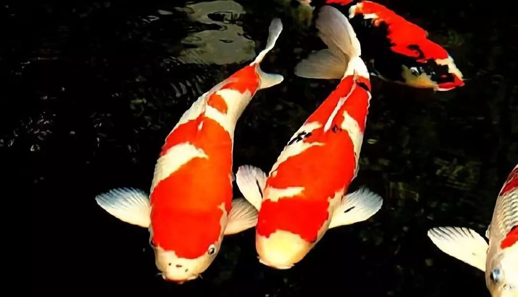 中国锦鲤的现状,中国锦鲤公布名单