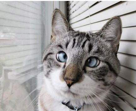 倚天屠龙记七伤拳谱谁偷的,倚天屠龙记七伤拳2009