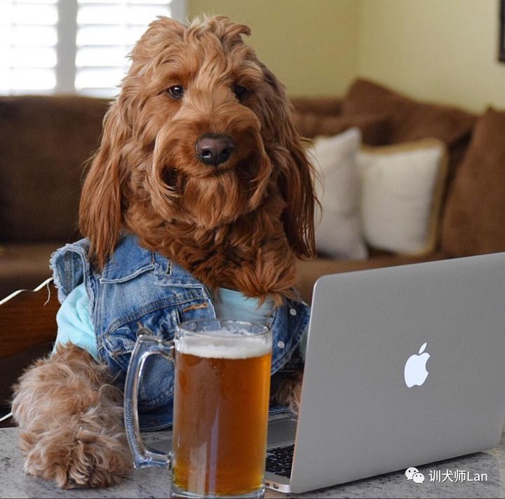 拉布拉多贵宾犬的优缺点,拉布拉多和贵宾犬哪个好养