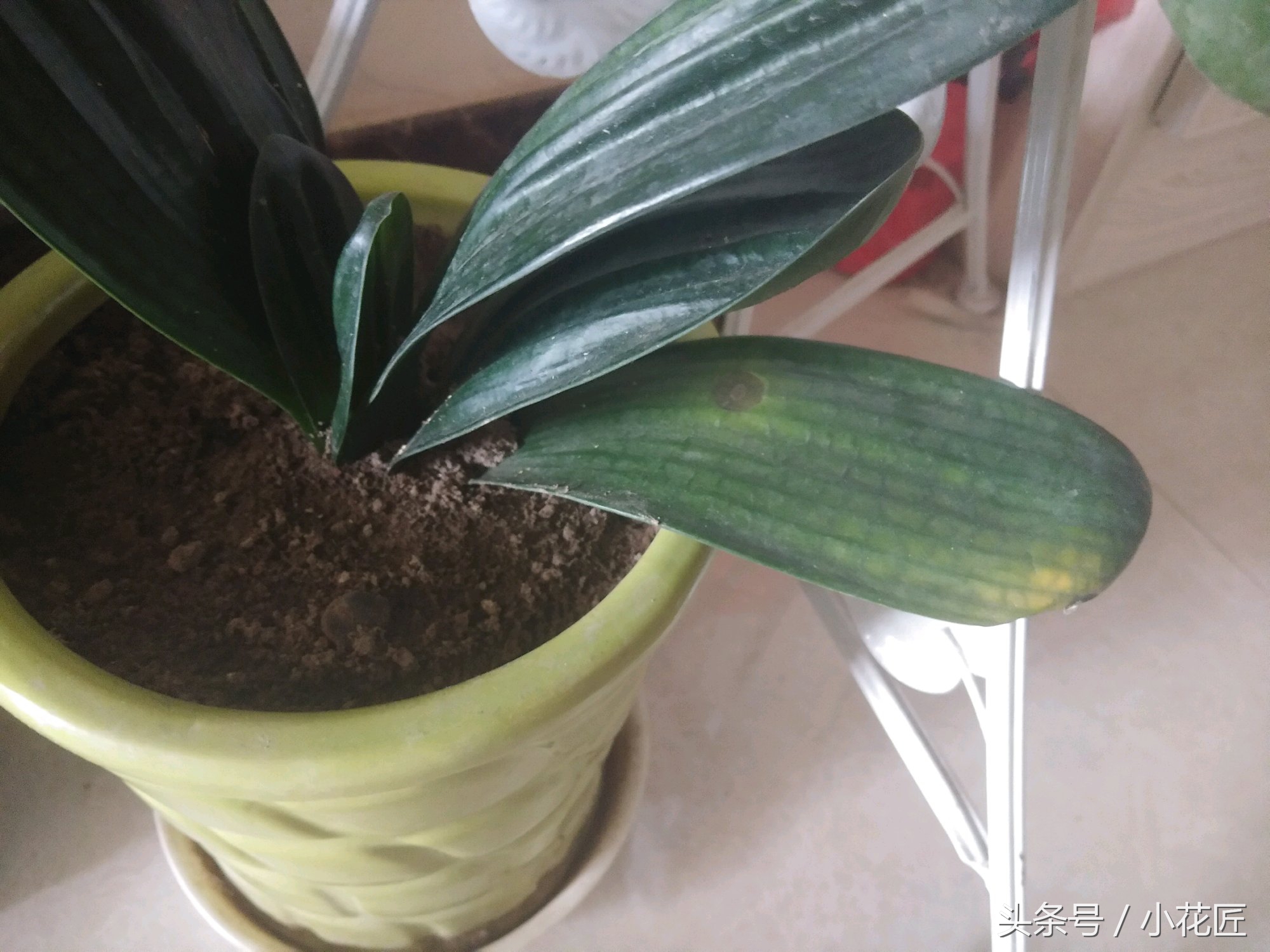 君子兰能不能晒太阳叶子发黄,为什么君子兰叶片发紫黑色