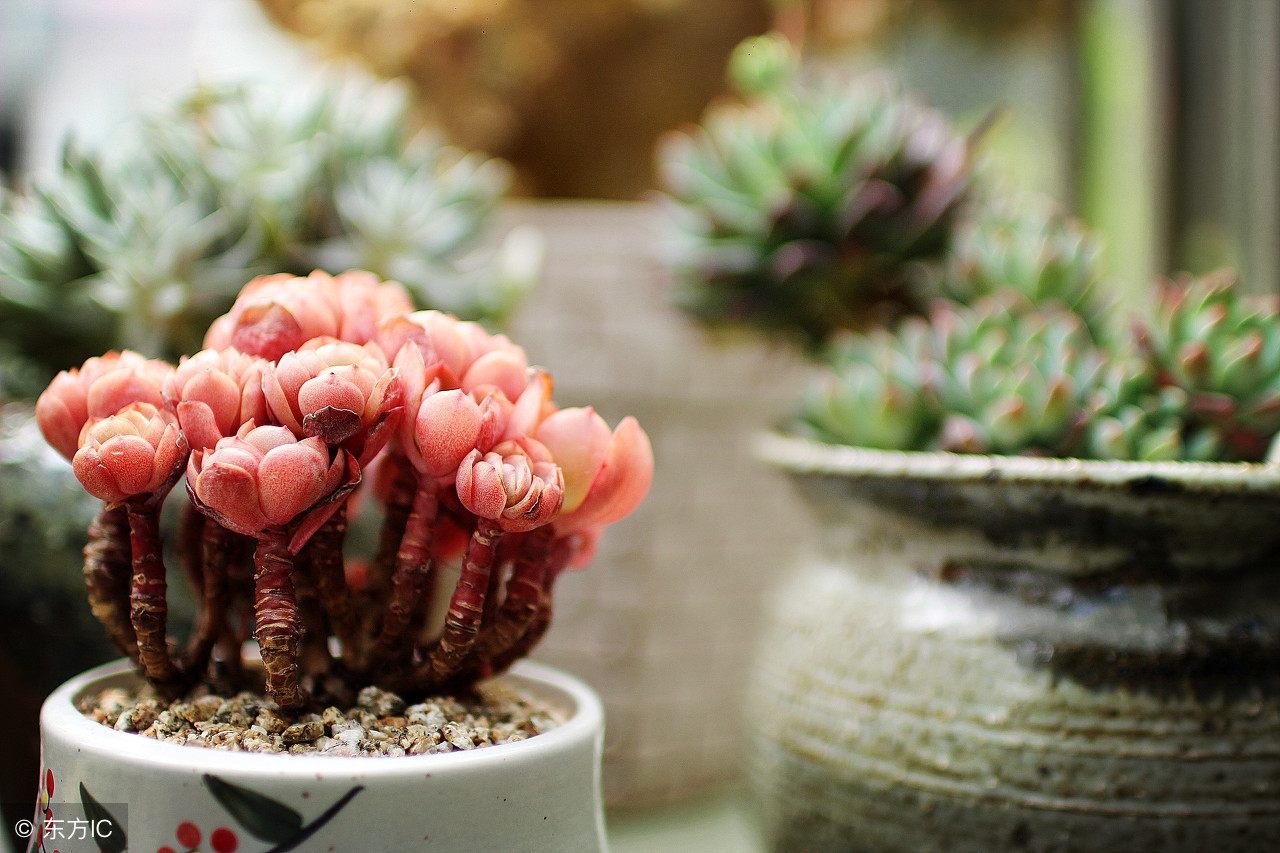 从新手小白到多肉达人,从小白到大神蜕变