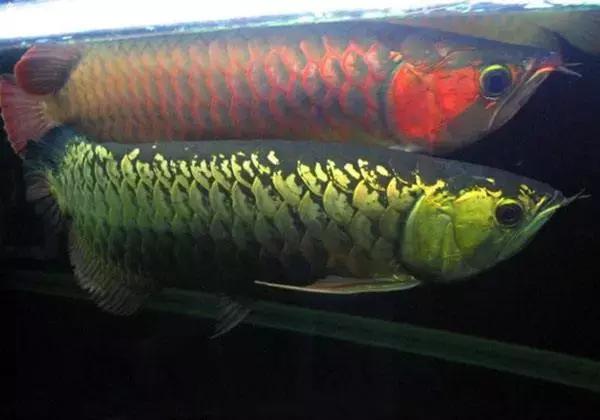 还在羡慕别人怎么办,什么样的龙鱼最好养