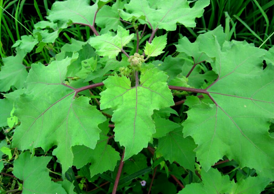 小时候都见过玩过的植物，但90%的人还不知道它们的名称