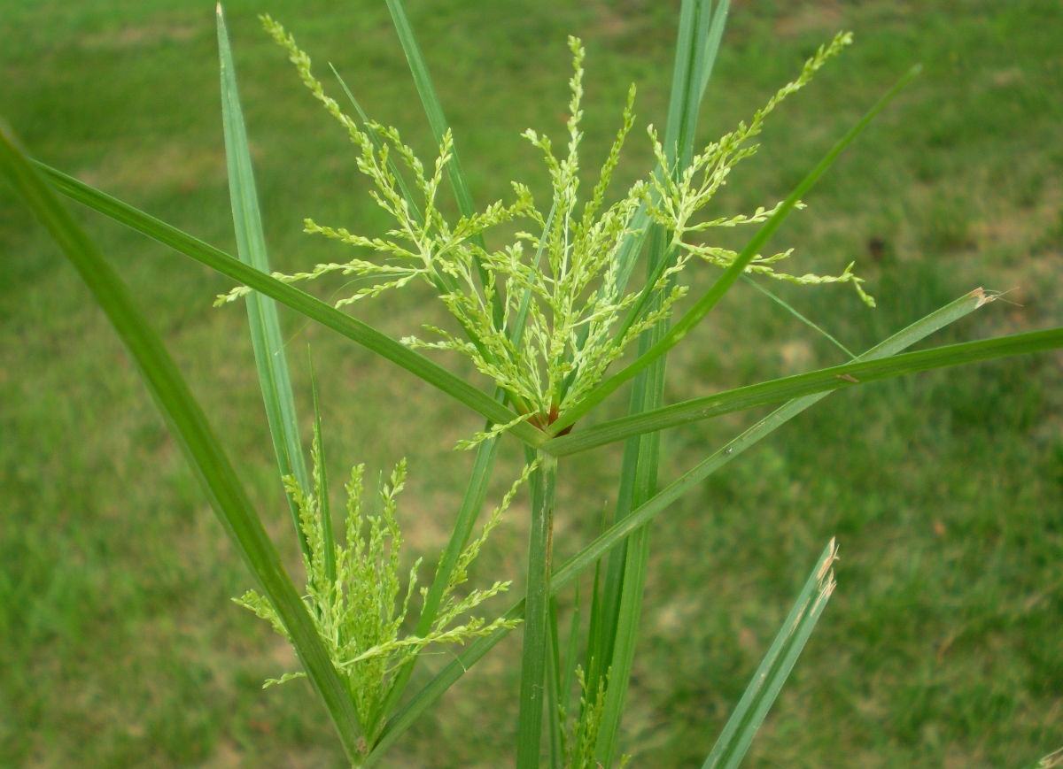 小时候都见过玩过的植物，但90%的人还不知道它们的名称