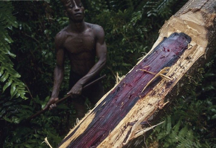 小叶紫檀盆景冬天该怎么养,小叶紫檀盆景夏天该怎么养