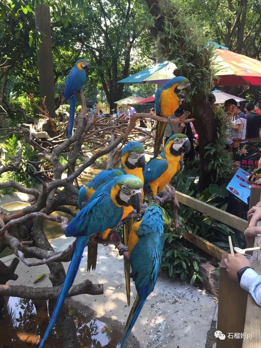 骞垮窞闀块殕椋為笩涔愬洯绁ㄤ环,闀块殕椋為笩涔愬洯灏忓绁ㄤ环