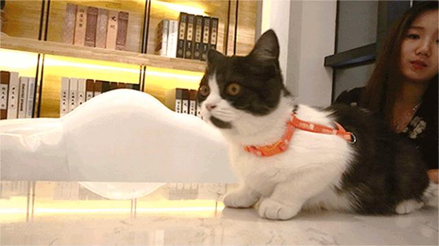 南阳shou家全透明撸猫咖啡馆！有手臂长的牛排！面包届的法拉利！