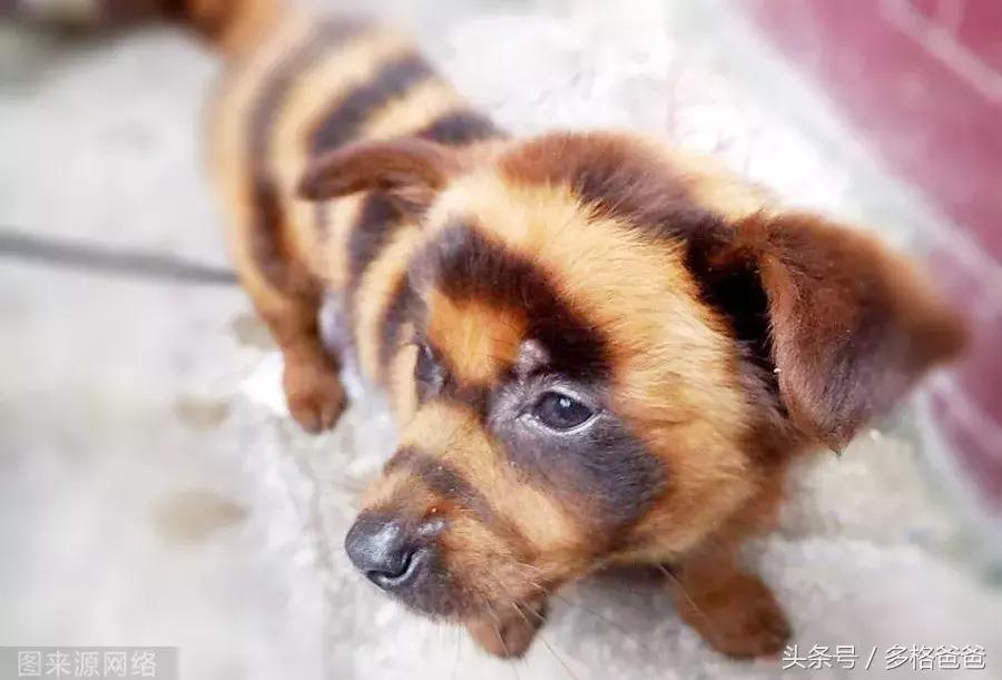 犬舍买狗需要注意什么问题和细节,买幼犬要注意哪些