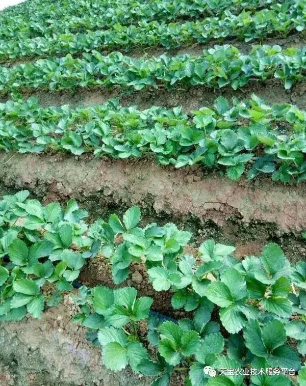 草莓不出花芽,草莓花芽分化的最佳方法