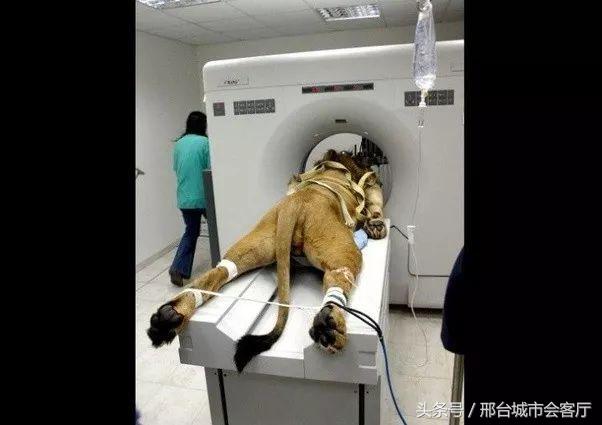 12张你以为是真的其实是假的照片,你看到的不一定就是真相原版