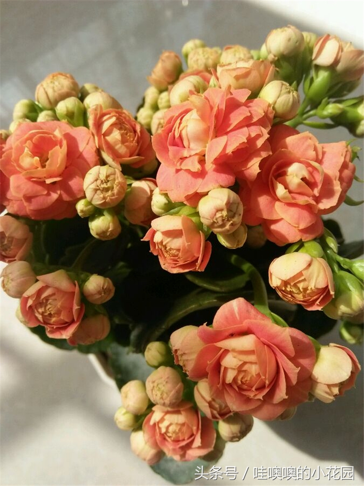 长寿花花后修剪了导致枯萎,长寿花花开谢了怎么剪掉