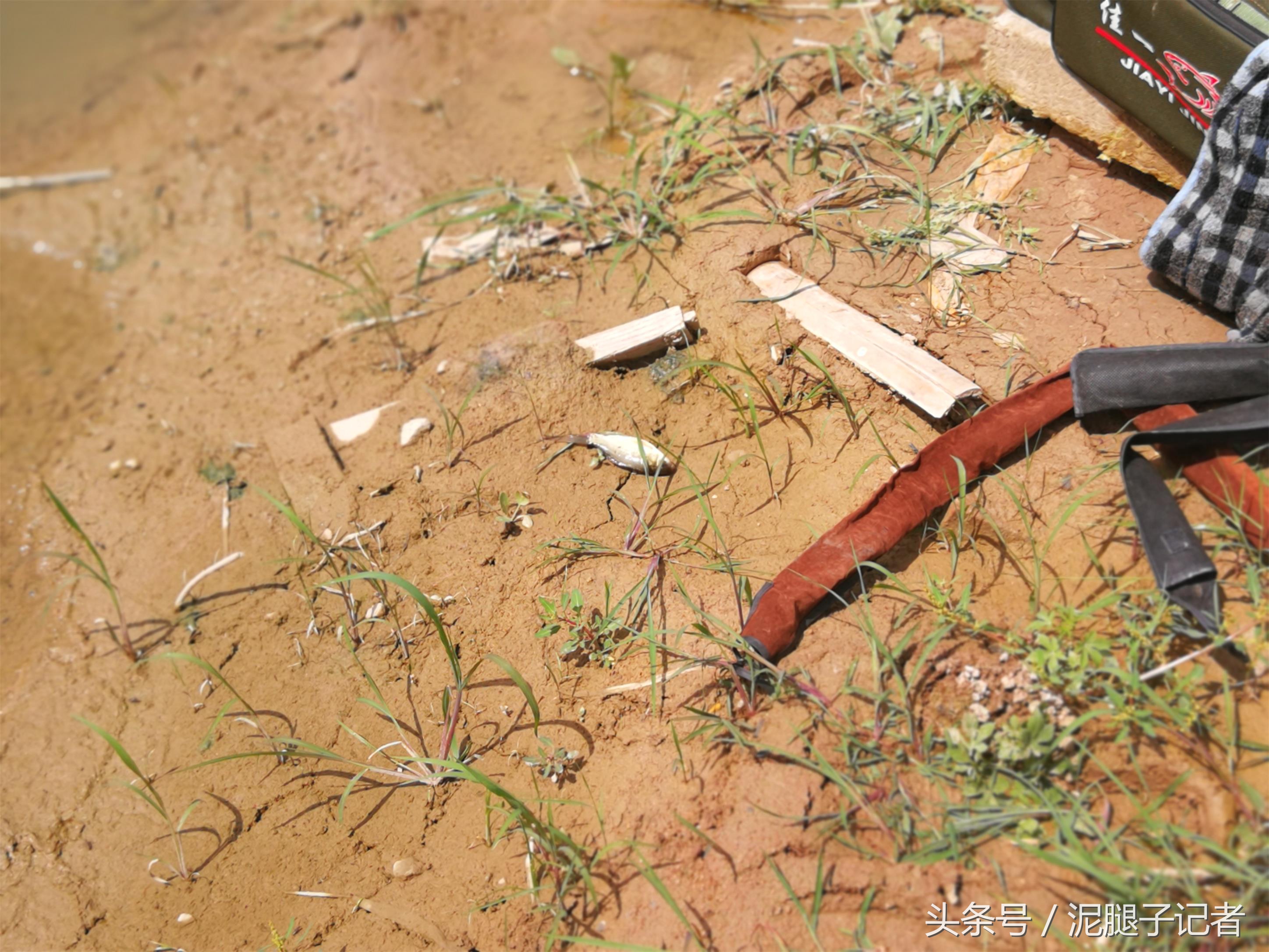 小河沟野钓能遇到什么鱼,野河沟钓鱼钓到珍稀鱼