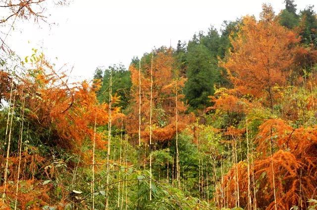成都出发哪条线路秋景最美,成都出发两小时看满山红叶