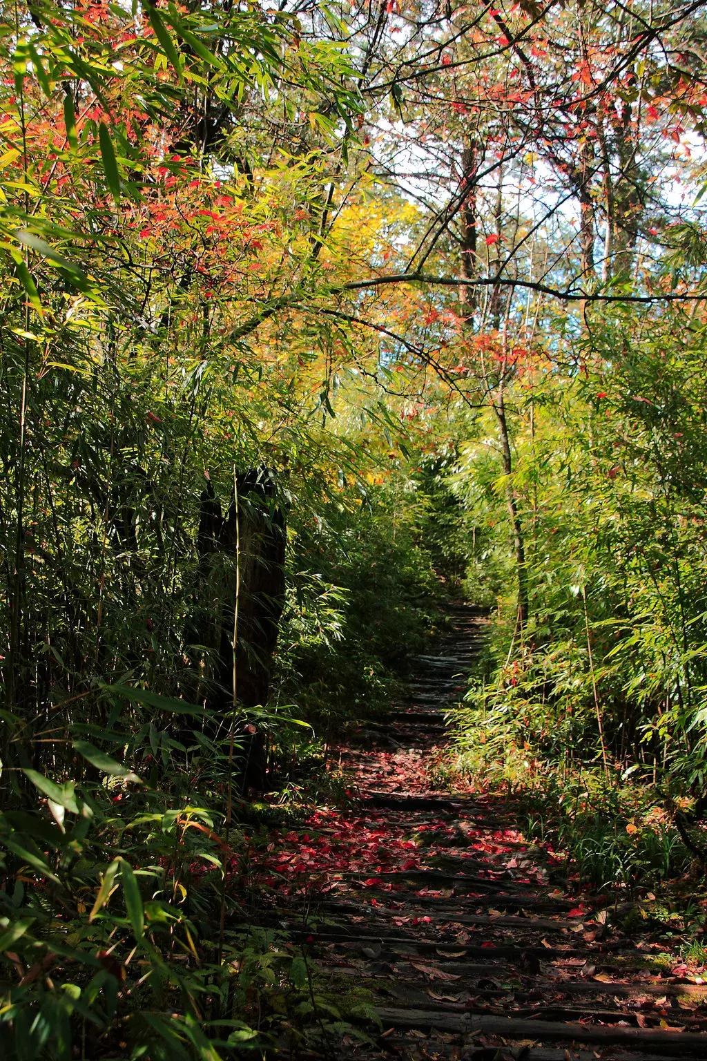 成都出发哪条线路秋景最美,成都出发两小时看满山红叶