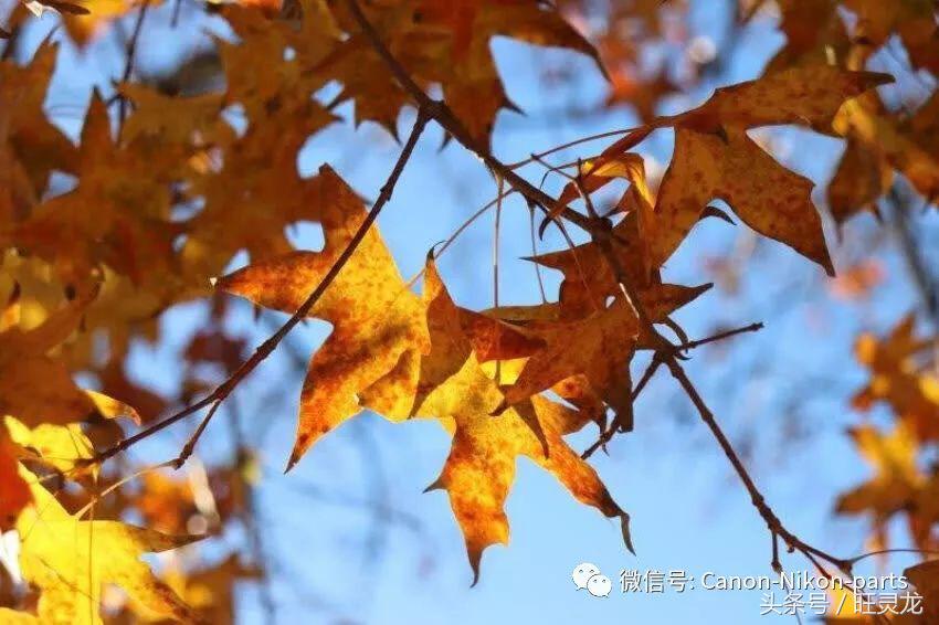 相机初学者推荐佳能800d,佳能800d评测拍视频