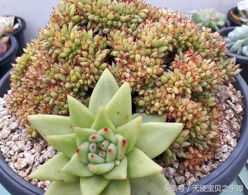 多肉老桩之美,多肉老桩欣赏最新