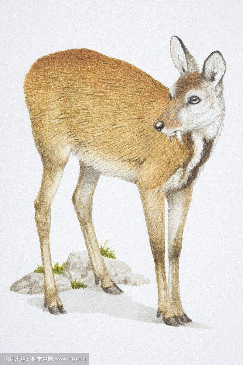 中药材郁金,麝香止痛贴膏对胎儿有影响吗