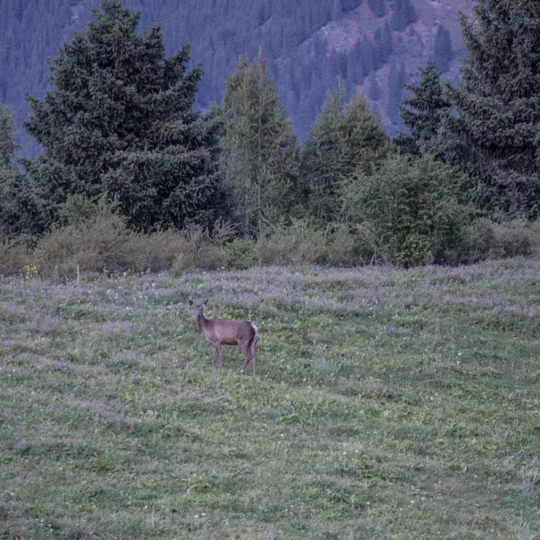 博格达环线游记,众山之王珠穆朗玛峰
