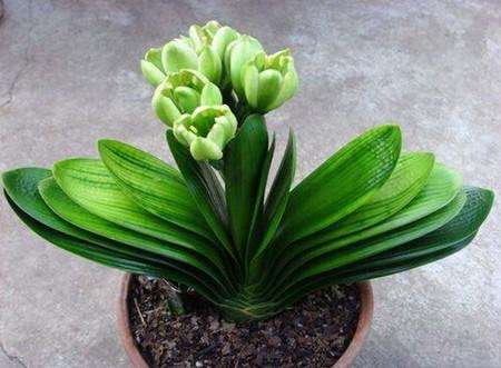 盆栽花卉枯死的补救办法,花卉救活药